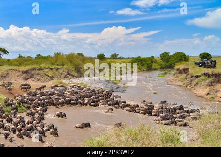 African Wildlife Stockfoto