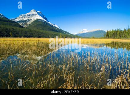 Mount Saskatchewan Reeds und North Saskatchewan River Icefields Parkway Banff National Park Kanadische Rockies Rocky Mountains Alberta Kanada Stockfoto