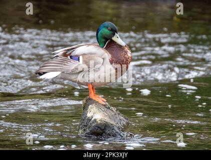 Mallard Duck drake (Anas platyrhynchos) am Fluss Almond, West Lothian, Schottland, Großbritannien. Stockfoto