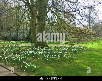 Verschiedene Arten von Narzissenteppichen liegen unter den Bäumen in der landschaftlich gestalteten Parklandschaft der Anglesey Abbey bei Cambridge. Stockfoto