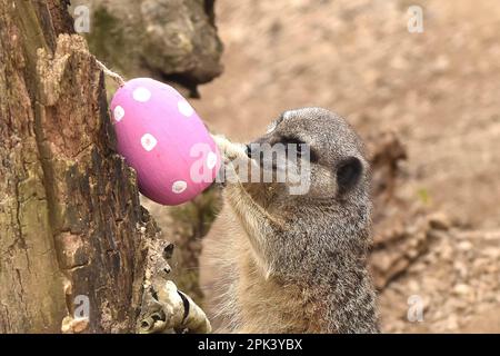 London, Großbritannien. 5. April 2023. Erdmännchen mit Ostereierspezialitäten gefüllt mit Grillen im ZSL London Zoo in London. (Credit Image: © James Warren/SOPA Images via ZUMA Press Wire) NUR ZUR REDAKTIONELLEN VERWENDUNG! Nicht für den kommerziellen GEBRAUCH! Stockfoto