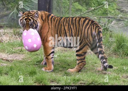 London, Großbritannien. 5. April 2023. Sumatra Tigerjunge mit Zimt-duftenden Ostereiern im ZSL London Zoo in London. (Credit Image: © James Warren/SOPA Images via ZUMA Press Wire) NUR ZUR REDAKTIONELLEN VERWENDUNG! Nicht für den kommerziellen GEBRAUCH! Stockfoto