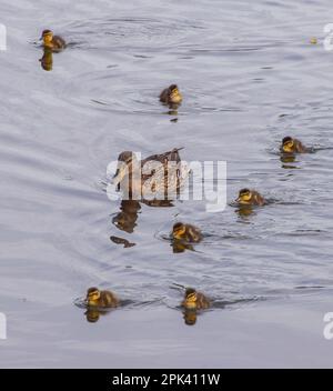 London, Großbritannien. 5. April 2023 Neugeborene Stockentchen gehen mit ihrer Mutter im St. James's Park schwimmen. Kredit: Vuk Valcic/Alamy Live News Stockfoto