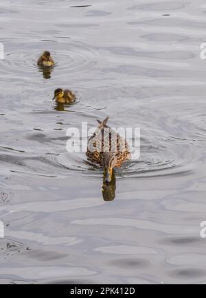 London, Großbritannien. 5. April 2023 Neugeborene Stockentchen gehen mit ihrer Mutter im St. James's Park schwimmen. Kredit: Vuk Valcic/Alamy Live News Stockfoto