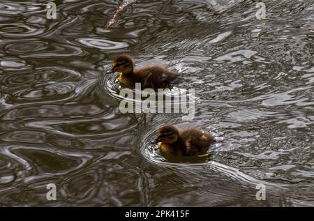 London, Großbritannien. 5. April 2023 Neugeborene Stockentchen schwimmen im St. James's Park im See. Kredit: Vuk Valcic/Alamy Live News Stockfoto