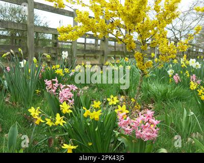 Gelb und leuchtendes Pink sind die dominierenden Farben an diesem Frühlingsrand von Forsythien, Narzissen und Hyazinthen in einem englischen Garten, April 2023. Stockfoto