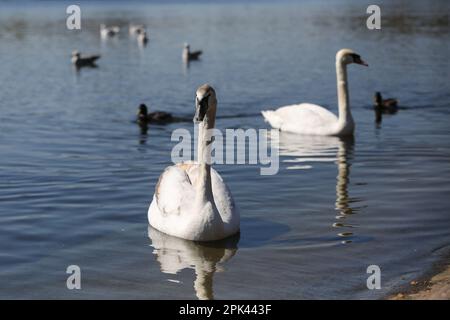 London, Großbritannien. 04. April 2023. Weiße Schwäne im Hyde Park an einem sonnigen Nachmittag in London. (Foto: Steve Taylor/SOPA Images/Sipa USA) Guthaben: SIPA USA/Alamy Live News Stockfoto