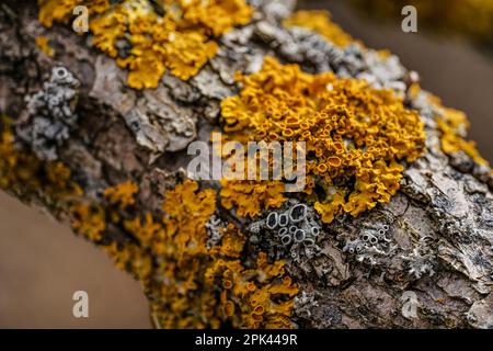 Gelb orange maritime Sonnenflechte - Xanthoria parietina und einige Hypogymnia physisodes - wächst auf trockenem Baumzweig, Nahaufnahme Detail Stockfoto