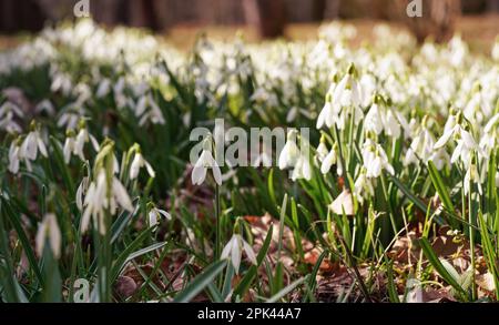 Sonne scheint auf vielen weißen Schneeglöckchen - Galanthus nivalis - Blumen wachsen im Wald, Nahaufnahme Detail Stockfoto
