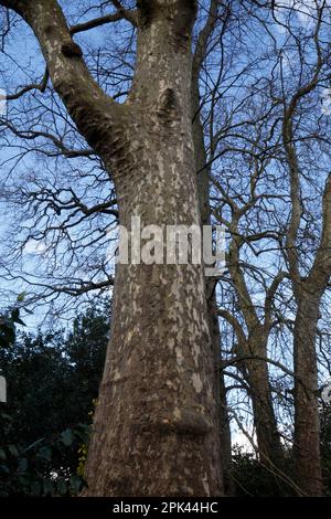 Londoner Flugzeug, Platanus x hispanica Platanaceae. Nahaufnahme des Baumstamms, Rindenmuster Stockfoto