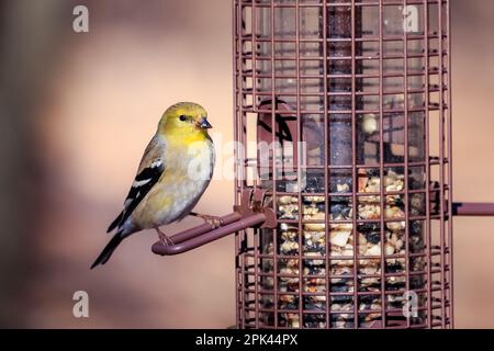 Männlicher Goldfink (Spinus tristis) auf einem Futterfuttermädchen im Winter-(nicht-Zucht-)Gefieder Stockfoto