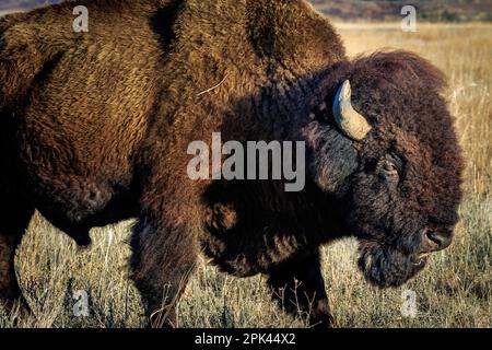 Buffalo, American Bison (Bisons) im Wichita Mountains National Wildlife Refuge in Oklahoma Stockfoto