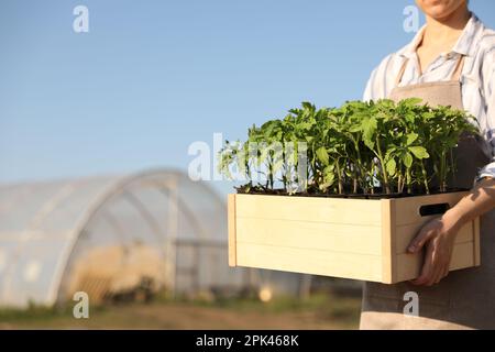 Eine Frau, die eine Holzkiste mit Tomatenkeimlingen in der Nähe eines Gewächshauses hält, im Freien, dicht beieinander Stockfoto