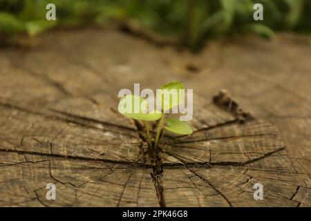 Junge Setzlinge, die aus Baumstumpf wachsen, dicht beieinander. Neues Lebenskonzept Stockfoto