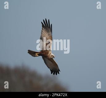 Männliche Moorweihe mit einem kleinen Beute-Gegenstand, den sie während der Brutzeit an ein Weibchen weitergibt. Stockfoto