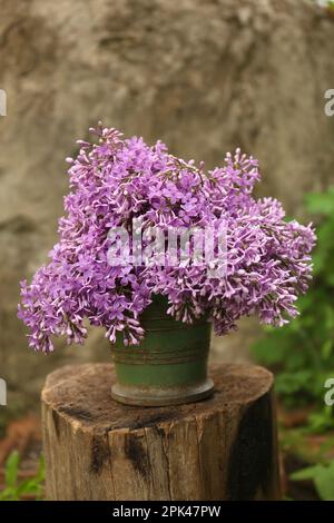 Wunderschöne Fliederblumen im Eimer auf Holzstumpf Stockfoto