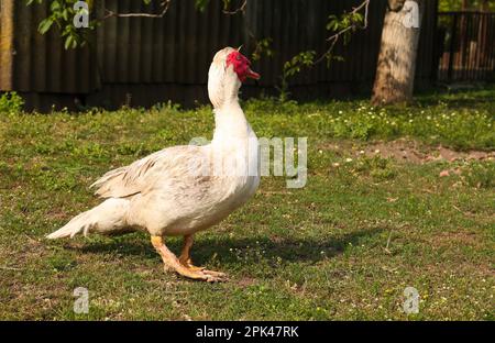 Eine Moschusente auf grünem Rasen. Ländliches Leben Stockfoto