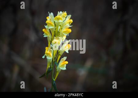 Gelbe snapdragon-Blume auf natürlich verschwommenem dunklem Hintergrund Stockfoto