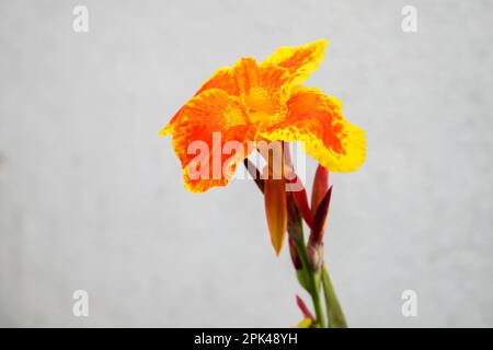 Blühende Canna Lily auf weißem Hintergrund, Nahaufnahme mit selektivem Weichzeichner. Canna ist die einzige Gattung blühender Pflanzen in der Familie Cannac Stockfoto