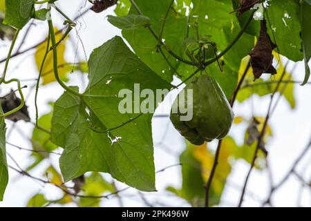 Die am Zweig hängende Chayote-Frucht, auch bekannt als Mirliton und choko, ist eine essbare Pflanze, die zur Familie der Kürbisse, Cucurbitaceae, gehört Stockfoto