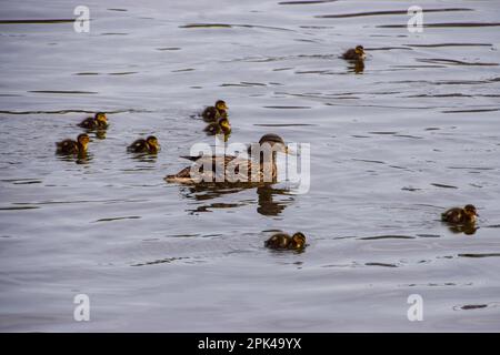 Neugeborene Stockenten gehen mit ihrer Mutter in einem Park-See schwimmen. Stockfoto