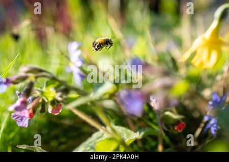 05. April 2023, Hessen, Frankfurt/Main: Eine wilde Biene fliegt im Nachmittagssonnenschein durch ein kleines Blumenbeet in einem Frankfurter Vorgarten, während sie nach Nahrung sucht. Foto: Frank Rumpenhorst/dpa Stockfoto