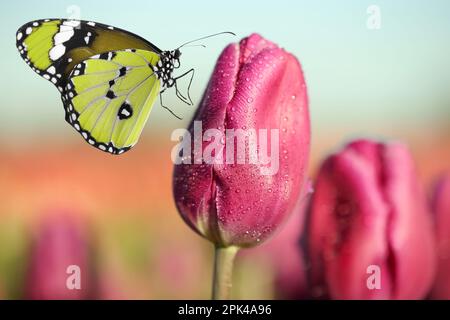 Wunderschöne Tulpe mit Morgentau und Schmetterling im Garten, Nahansicht Stockfoto