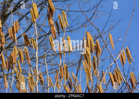 Gemeine Hasel (Corylus avellana) im Frühling blüht im Wald Stockfoto