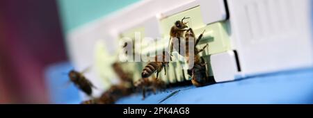 Honigbienen schwärmen und fliegen um den Bienenstock herum Stockfoto