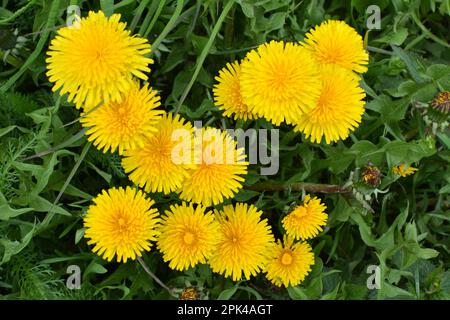 Der Löwenzahn (Taraxacum officinale) wächst im Frühling in der Wildnis Stockfoto