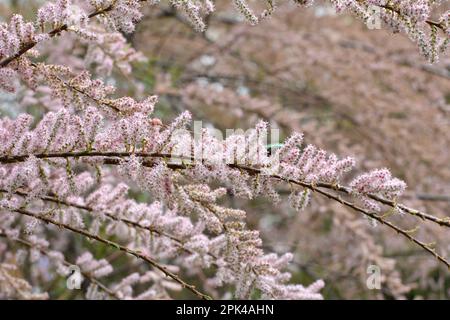 Im Frühjahr wächst die Zierpflanze tamarix in der Natur Stockfoto