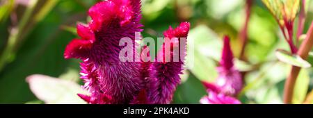 Chinesische Cockscomb Wollblume oder schöne burgunderrote Blume, Celosia argentea Stockfoto