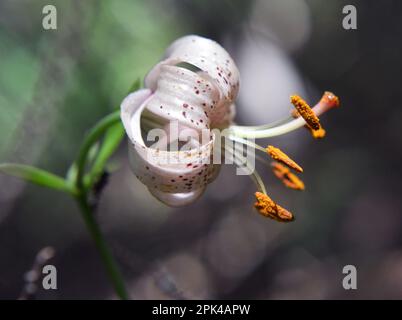 Waldlilie (Lilium martagon) wächst in der wilden Natur des Waldes Stockfoto