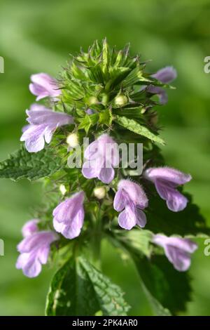 Die Wildpflanze BallotaNigra wächst in der Natur Stockfoto