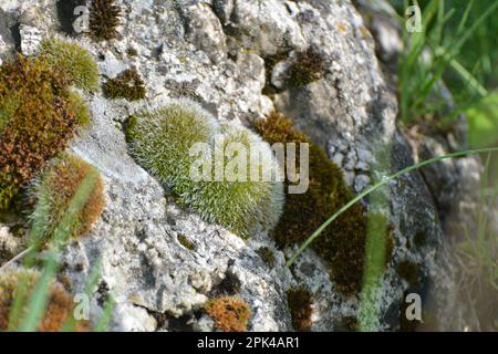 Moos der Familie Grimmiaceae, die in freier Wildbahn auf einem Kalksteinfelsen wächst Stockfoto