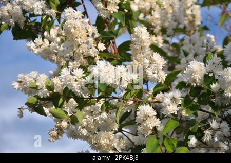 im Frühsommer blüht deutzia in der Natur Stockfoto