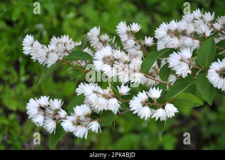 im Frühsommer blüht deutzia in der Natur Stockfoto