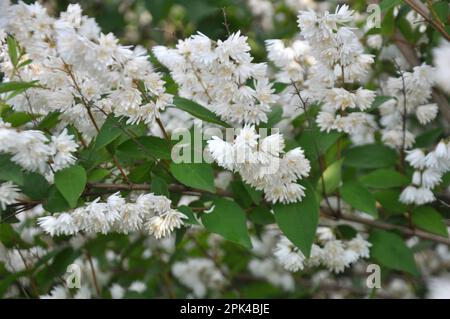 im Frühsommer blüht deutzia in der Natur Stockfoto