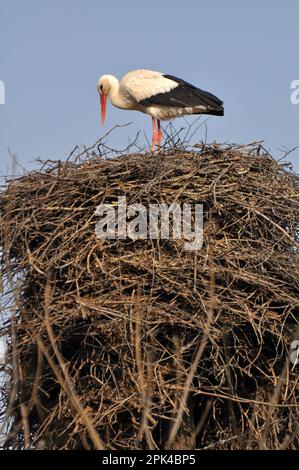 Ein weißer Storch ist im Nest vor dem Hintergrund des Himmels Stockfoto