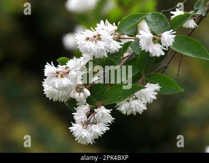 im Frühsommer blüht deutzia in der Natur Stockfoto