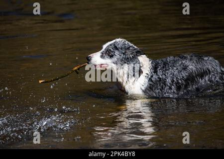 Blue Merle Border Collie schwimmt in einem Fluss nach einem kurzen Stock, der im tiefen Wasser schwimmt. Stockfoto