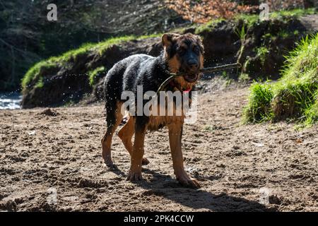 Ein deutscher Schäferhund mit einem Stock, der nach dem Schwimmen aus dem Fluss geholt wurde. Stockfoto