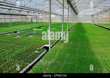 Landwirtschaftliches Gewächshaus eines italienischen Unternehmens Stockfoto