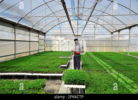 Landwirtschaftliches Gewächshaus eines italienischen Unternehmens: Arbeiter, der einen Auftrag ausarbeitet Stockfoto