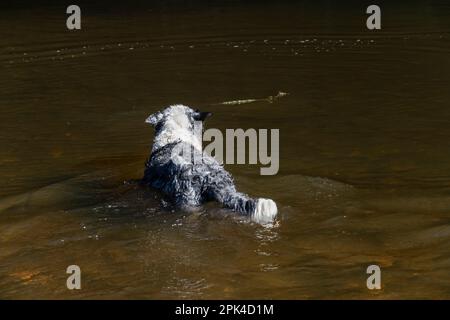 Blue Merle Border Collie schwimmt in einem Fluss nach einem kurzen Stock, der im tiefen Wasser schwimmt. Stockfoto