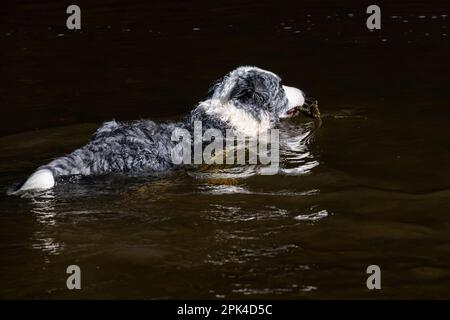 Blue Merle Border Collie schwimmt in einem Fluss nach einem kurzen Stock, der im tiefen Wasser schwimmt. Stockfoto