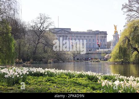 Buckingham Palace im Frühling mit Blick auf den See im St. James's Park, mit Narzissen im Vordergrund, London, Großbritannien Stockfoto