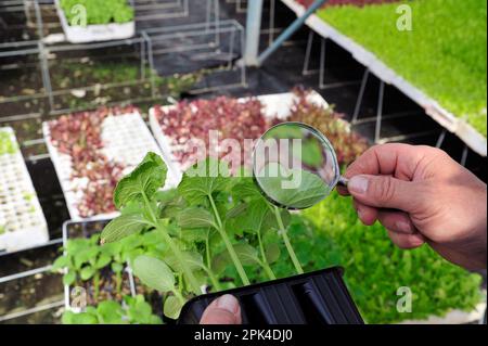 Landwirtschaftliches Gewächshaus eines italienischen Unternehmens: Arbeiter prüft Qualität mit Lupe Stockfoto