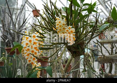 Blühende Orchidee in lateinischer Sprache namens Dendrobium Farmeri-Thyrsiflorum, die in einem Gewächshaus des botanischen Gartens wächst. Auf unscharfem Hintergrund sind mehr Pflanzen. Stockfoto