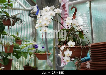 Orchideenpflanze mit weißen Blumen in einem Plastiktopf, der in einem Gewächshaus hängt. Auf dem unscharfen Hintergrund werden exotische Pflanzen angebaut. Stockfoto